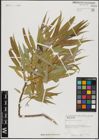 Foto von Salix acmophylla Boiss.